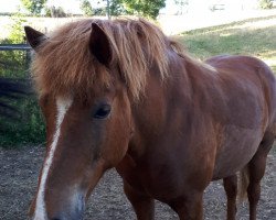 horse Silke Schulz (Iceland Horse, 2006, from Fengur vom Schloß Neubronn)