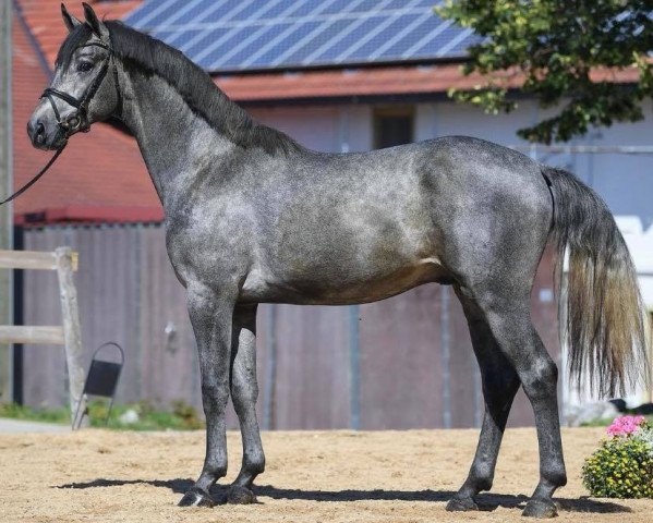 stallion Chappeloup de Luze T (German Sport Horse, 2017, from DSP Con Spirit)