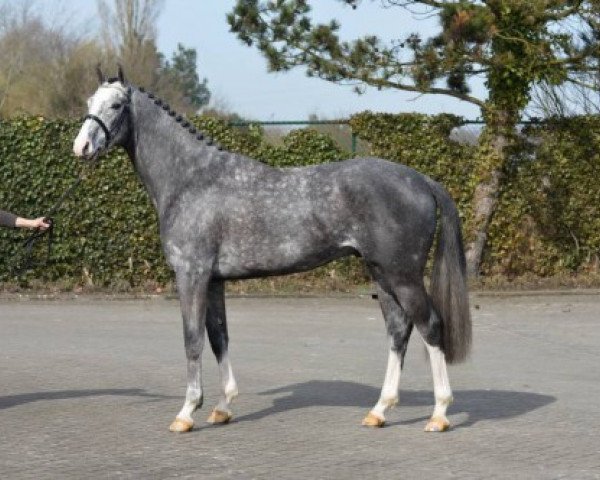 stallion Casillas van de Helle (Holsteiner, 2012, from Casall Ask)