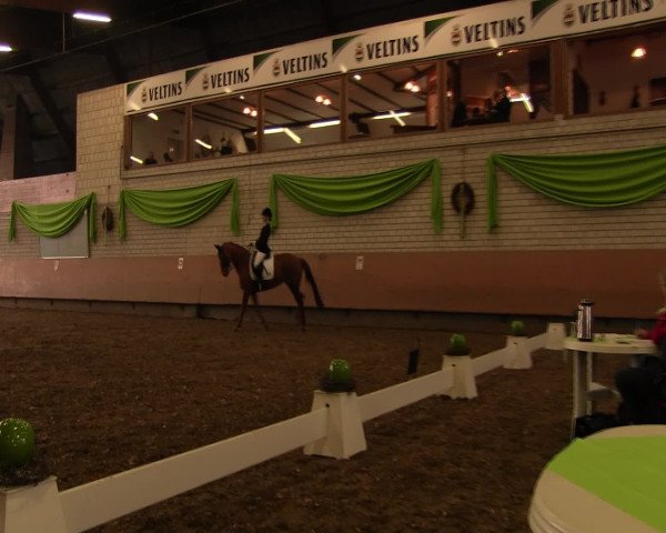 Reitturnier Hellefeld 2017