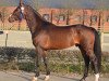 Springpferd Triton Hastak (Schwedisches Warmblut, 2012, von Cabachon)