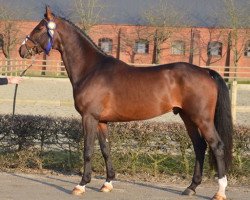 jumper Triton Hastak (Swedish Warmblood, 2012, from Cabachon)