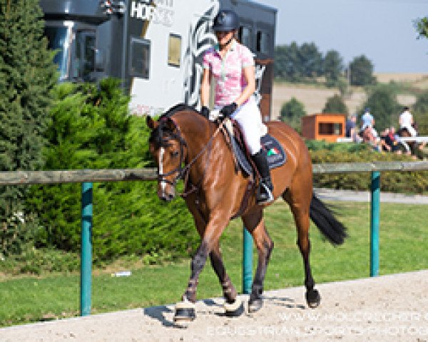 jumper Ekatharina (Holsteiner, 2012, from Casall Ask)