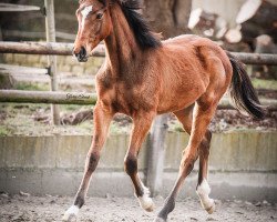 Pferd De Hoop (Holsteiner, 2020, von Del 'Arko d'Henvet)