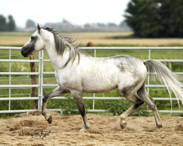 stallion Balou (Shagya Arabian, 2004, from Shaman ShA)