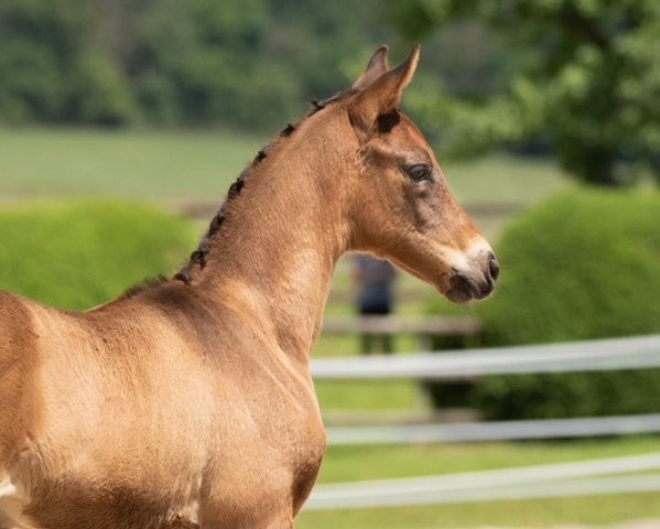 Deckhengst Zauberkönig (Trakehner, 2020, von Integer)