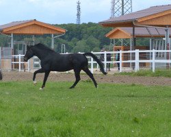 dressage horse Santinus (Hanoverian, 2008, from Sandro Hit)