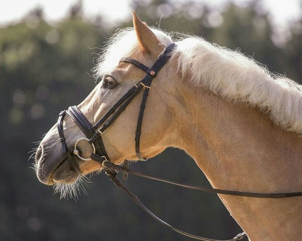 jumper Franz (Haflinger, 2000)