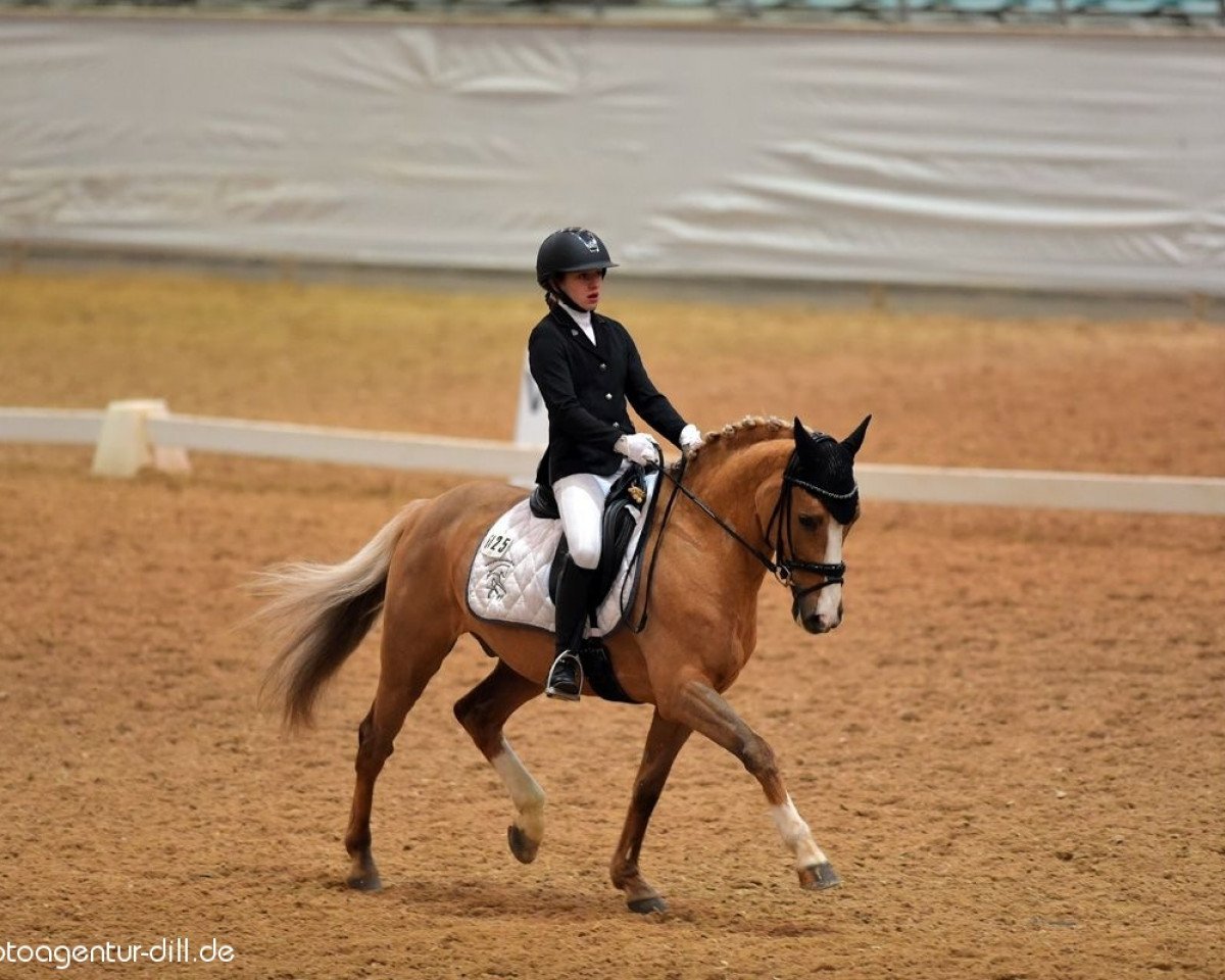 dressage horse Daimond Star J (German Riding Pony, 2009, from Darlington)