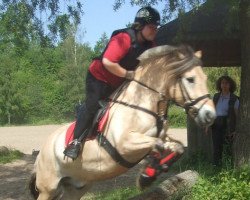 horse Dusty (Fjord Horse, 1991, from Björlo)