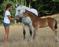 broodmare CZ Cocobella (Hanoverian, 2018, from Wilfred)