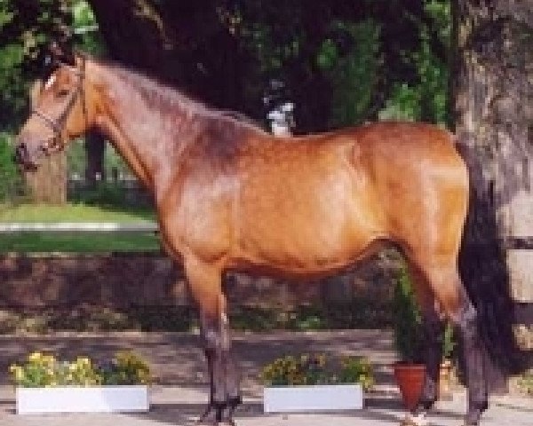 Pferd Heidgraefin (Holsteiner, 1993, von Landgraf I)