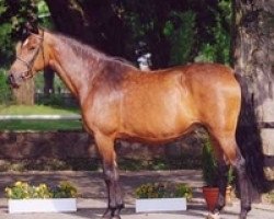 broodmare Heidgraefin (Holsteiner, 1993, from Landgraf I)