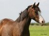 dressage horse Carla (German Riding Pony, 2014, from Can Dance 3)