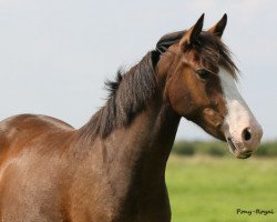 dressage horse Carla (German Riding Pony, 2014, from Can Dance 3)