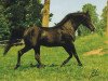 stallion Ferment ox (Arabian thoroughbred, 1974, from El Azrak ox)