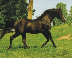 stallion Ferment ox (Arabian thoroughbred, 1974, from El Azrak ox)