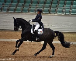 dressage horse Samarantio 3 (Oldenburg, 2006, from Samarant)