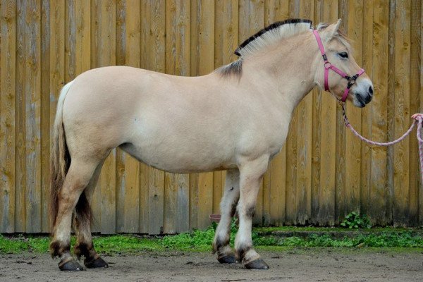 horse Meira von Dreilinden (Fjord Horse, 2010, from Haugguten)