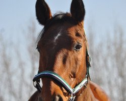 dressage horse Fandango 209 (Westphalian, 1999, from Fleurop)