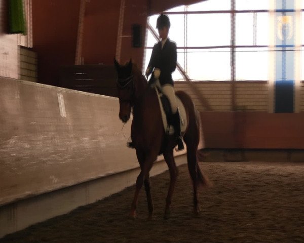 Reitturnier Hellefeld 2017