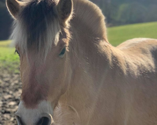 horse Ragny (Fjord Horse, 2017, from Klosterhof's Ragnir)