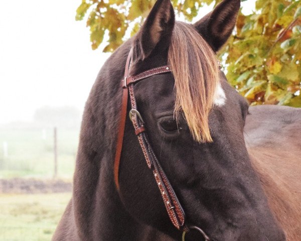 horse Peponitas Black Dude (Quarter Horse, 1996, from Peponita's Dear)