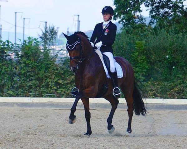 dressage horse Wincento (Hanoverian, 2008, from Westernhagen)