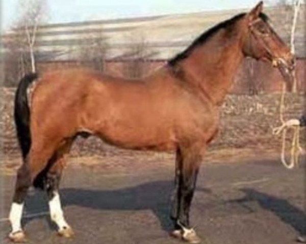 stallion Amor (Holsteiner, 1959, from Herrscher)