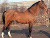 horse Amor NL (Holsteiner, 1959, from Herrscher)