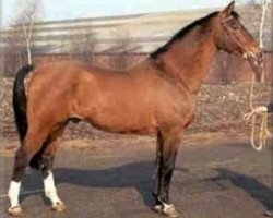 stallion Amor (Holsteiner, 1959, from Herrscher)