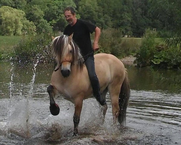 Pferd Djiego (Fjordpferd, 2006, von Sebastian)