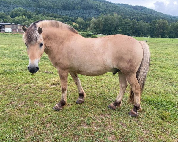 Pferd Achor (Fjordpferd, 2004, von Rex I-84)