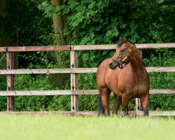 stallion Harry Angel xx (Thoroughbred, 2014, from Dark Angel xx)