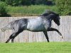 stallion Dark Angel xx (Thoroughbred, 2005, from Acclamation xx)