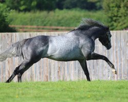 stallion Dark Angel xx (Thoroughbred, 2005, from Acclamation xx)