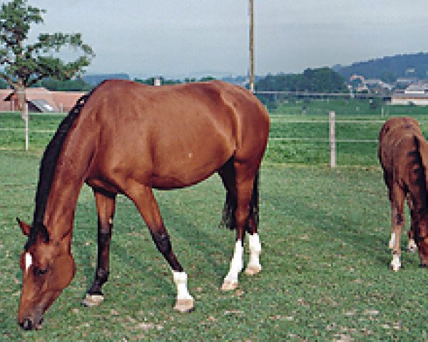 Zuchtstute Ramona XXVIII CH (Schweizer Warmblut, 1998, von Ragazzo)