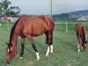 broodmare Ramona XXVIII CH (Swiss Warmblood, 1998, from Ragazzo)