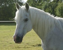 horse Rabahh ox (Arabian thoroughbred, 1985, from Ibn Galal ox 22)