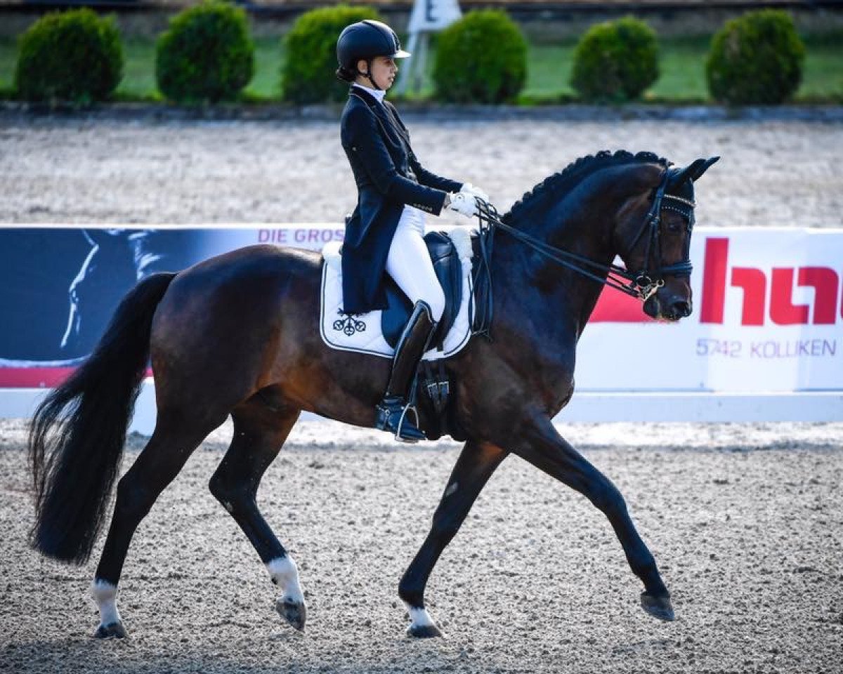 Dressurpferd Doberdo (Oldenburger, 2007, von Dark Fire)