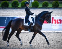 dressage horse Doberdo (Oldenburg, 2007, from Dark Fire)