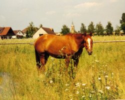 Zuchtstute Nachtfee III (Trakehner, 1991, von Napoleon Quatre)