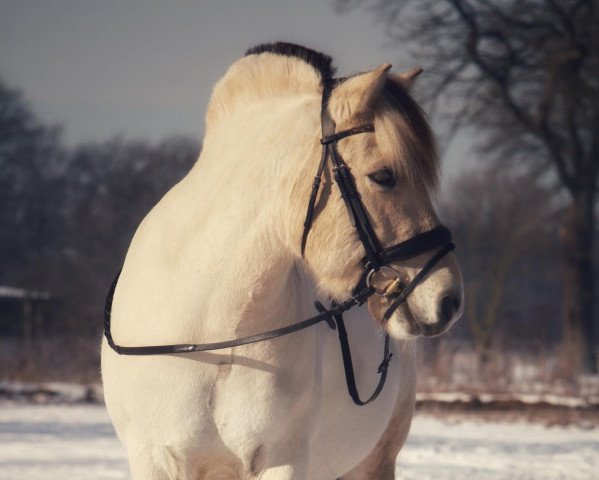 Pferd Ranjo (Fjordpferd, 2011, von Resen N.2673)