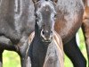 Dressurpferd Camar Vargas (Trakehner, 2011, von Hibiskus)