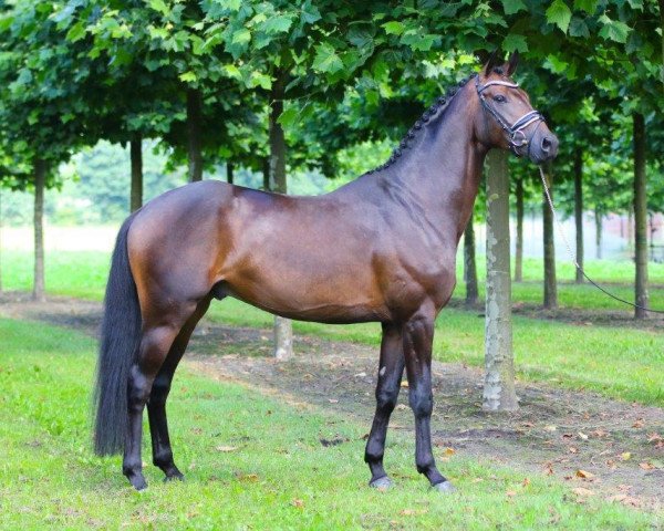 dressage horse Sansibar (Hanoverian, 2013, from Spörcken)