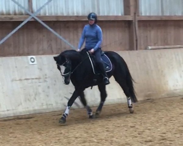 Pferd Fleiners Feiner (Deutsches Sportpferd, 2014, von Fleiner)