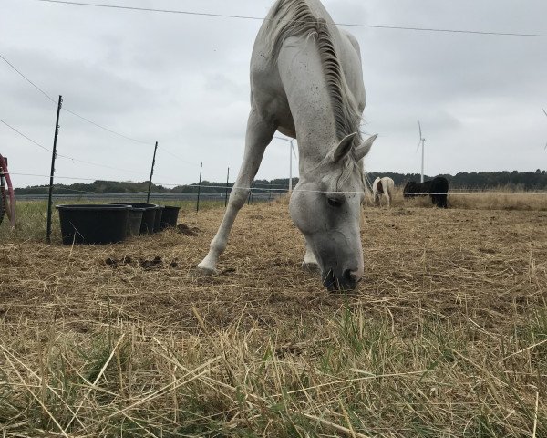 Zuchtstute Capriool (Nederlands Rijpaarden en Pony, 2003, von Santo Amigo x)