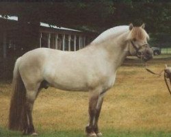 stallion RT Gandalf (Fjord Horse, 1999, from MVF Erlend)