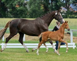 broodmare Die oder Keine (Westphalian, 2012, from Don Juan de Hus)