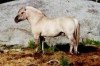 stallion MVF Karimann (Fjord Horse, 1989, from Karibu N.1886)